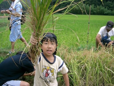 亀岡盆地『霧の米』 玄米 5kg×2袋 計10kg＜アスカ有機農園＞《令和6年産 特別栽培米 コシヒカリ 米》※2024年10月以降順次発送予定京都丹波産 特Ａ 大人気お米 人気お米 お米 国産お米 お米 京都府産白米 丹波産白米 大人気白米 人気白米 大人気お米 人気お米 大人気白米 人気白米 白米 お米 白米 国産白米 白米 精白米