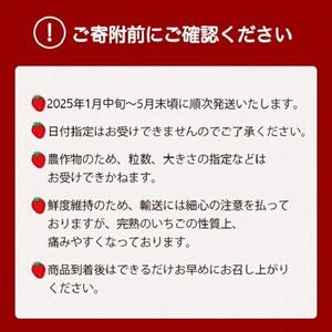 京いちご 約2kg いちご イチゴ いちご いちご