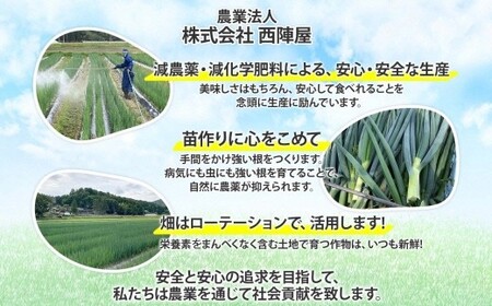 九条ねぎ 原体 根切り 3kg 京のおねぎはん 野菜 京野菜 野菜 野菜