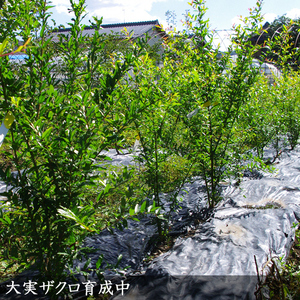 <すだ農園>2年生 苗木 カリフォルニア大実ザクロ(拓榴)