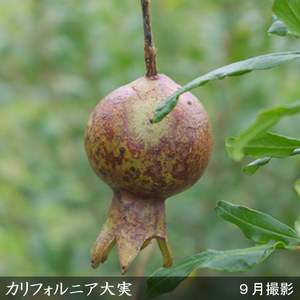 <すだ農園>2年生 苗木 カリフォルニア大実ザクロ(拓榴)