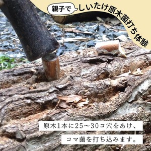 春休み 自然体験 親子でしいたけ原木菌打ち体験 きのこ キノコ きのこ キノコ