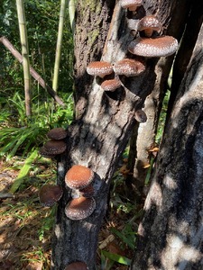 春休み 自然体験 親子でしいたけ原木菌打ち体験 きのこ キノコ きのこ キノコ