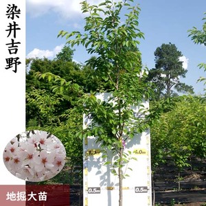 サクラ（桜）染井吉野（ソメイヨシノ） 苗木