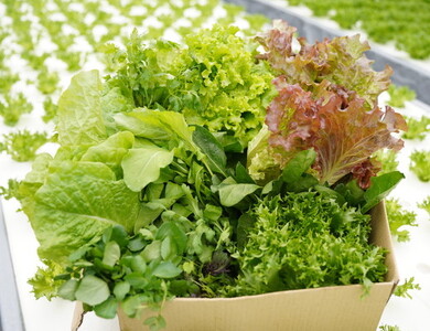 旬の葉物野菜おまかせセット 小島農園 野菜 生野菜 旬野菜 京野菜 野菜