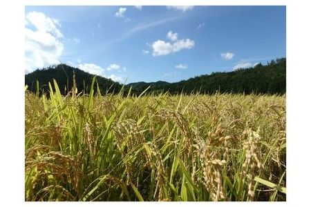 京都・神前米 キヌヒカリ 5kg☆精米したてをお届け≪減農薬 自家栽培米 生産農家 直送 米 令和5年産 精米 クリーン白米≫