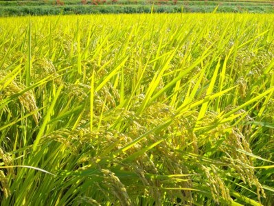 自然農法＜農薬を一切使わず栽培＞玄米5kg《令和4年産 京都丹波産 無農薬栽培向き 厳選品種 にこまる》