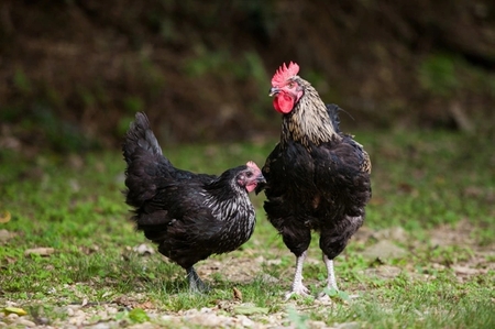 鶏肉 京料理たん熊北店 地鶏丹波黒どり 西京焼き 鶏肉