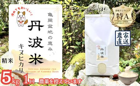 【令和7年産】新米 京都丹波産 キヌヒカリ 5kg 白米 精米