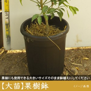 訳あり》3年生 苗木◇柑橘類 甘夏みかん[果樹鉢苗 2023年] ※北海道