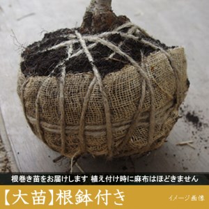 <すだ農園>2年生 苗木 ウメ(実梅)鶯宿(おうしゅく)