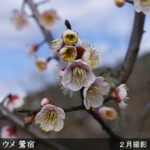 <すだ農園>2年生 苗木 ウメ(実梅)鶯宿(おうしゅく)