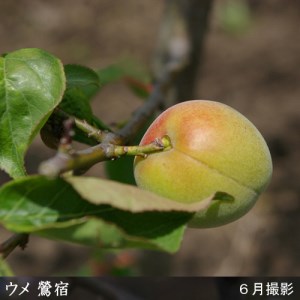 <すだ農園>2年生 苗木 ウメ(実梅)鶯宿(おうしゅく)