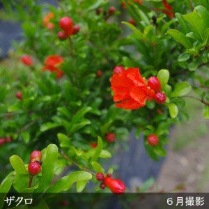 すだ農園 2年生 苗木 カリフォルニア大実ザクロ 柘榴 地掘苗 年 21年12月 22年3月頃にお届けします 北海道 沖縄 離島への配送不可 京都府亀岡市 ふるさと納税サイト ふるなび