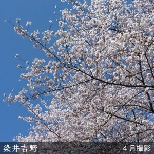 ＜すだ農園＞2年生 苗木 ◇サクラ(桜) 染井吉野(ソメイヨシノ)[地掘苗 2023年] ※2024年11月中旬～2025年4月頃に順次発送予定 ※北海道・沖縄・離島への配送不可