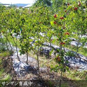 ＜すだ農園＞大苗◆ サンザシ(山査子)(品種おまかせ) 苗木