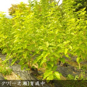＜すだ農園＞2年生 苗木 クワ(桑)一之瀬