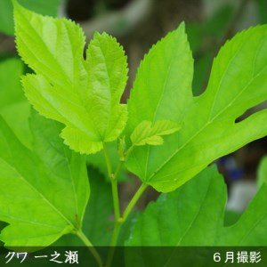 ＜すだ農園＞2年生 苗木 クワ(桑)一之瀬