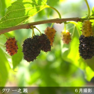 ＜すだ農園＞2年生 苗木 クワ(桑)一之瀬