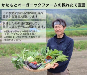 【12回定期便】お野菜セット かたもとオーガニックファーム 野菜