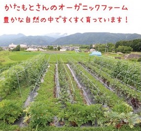 【12回定期便】お野菜セット かたもとオーガニックファーム 野菜