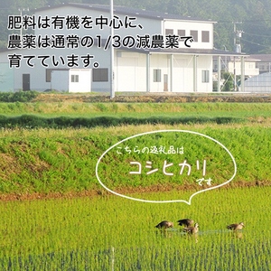 【令和6年産先行予約】米 コシヒカリ 玄米 30kg〈アグリにのうみ〉京都・亀岡産◇ ※北海道・沖縄・離島への配送不可 ※2024年11月中に順次発送予定《令和6年産 低農薬米 減農薬米》