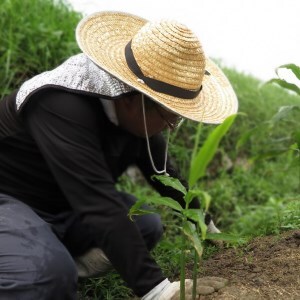 漬物 ひとくちづくし 漬物 10種  京つけものもり 京漬物 野菜漬物 お漬物