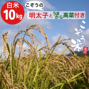 【緊急支援品】京都・亀岡産 きぬひかり 「こぞう米」 10kg ・めんたいこ&うまから高菜付き《白米 ご飯のお供 高菜 明太子 訳あり コロナ支援》