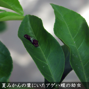 すだ農園 アゲハ 食用葉 食樹 ユズ 系の葉のみ 0g入 冷蔵便 蝶 ちょうちょう 幼虫 餌 冷蔵便 蝶 ちょうちょう 幼虫 餌 北海道 沖縄 離島への配送不可 京都府亀岡市 ふるさと納税サイト ふるなび