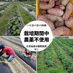 100%天日干し 京都 丹波産 「干し芋」5パック【栽培期間中農薬不使用 無添加】《紅はるか さつまいも 干しいも 有機質肥料》