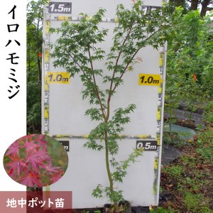 すだ農園＞大苗◇モミジ( 紅葉 ) イロハモミジ[実生・地中ポット苗