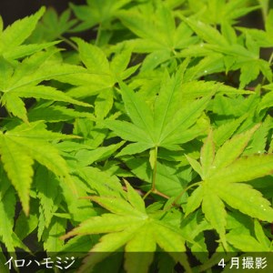<すだ農園>大苗◇モミジ(紅葉)イロハモミジ 苗木