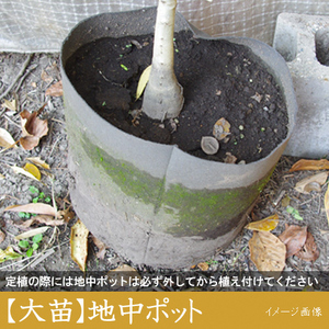 <すだ農園>大苗 ◆ ナツメ(棗) 苗木