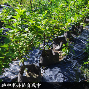 <すだ農園>大苗 ◆ ナツメ(棗) 苗木