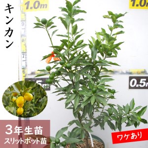 《訳あり》3年生 苗木 柑橘類 キンカン(金柑)