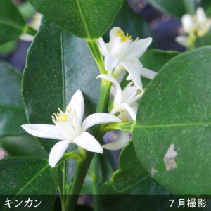 《訳あり》3年生 苗木 柑橘類 キンカン(金柑)