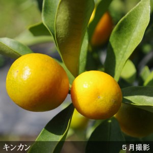 《訳あり》3年生 苗木 柑橘類 キンカン(金柑)