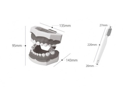 fieldlabo 歯列模型 大 小 2点セット 歯ブラシ付き 歯磨き 指導 教