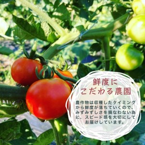 野菜詰め合わせ めぐる農園 野菜