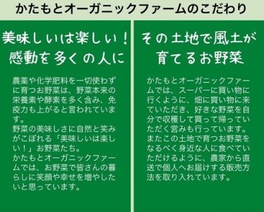 甘い葉付き人参 8kg かたもとオーガニックファーム 野菜 京野菜 野菜 旬野菜 厳選野菜