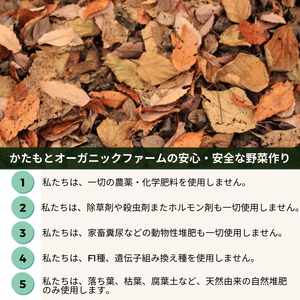 甘～い そら豆 4kg かたもとオーガニックファーム