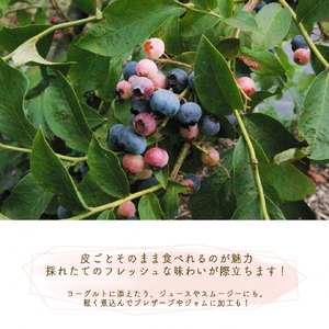 ブルーベリー 朝摘みブルーベリー 生果実 600g ブルーベリー