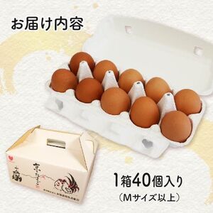 京たまご 茶乃月  40個_卵・乳製品 卵  たまご タマゴ 玉子_【配送不可地域：離島】【1520749】