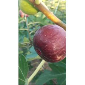 京都府城陽市のいちじく(ドーフィン) 400g×4パック 栄養が豊富な体に嬉しいフルーツ【配送不可地域：離島・北海道・沖縄県・東北】【1635816】