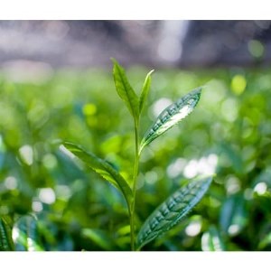 京抹茶 孫右ヱ門:グリーンティー+三種のお茶飲みくらべセット(煎茶・碾茶・フレーバーティー)_飲料・ドリンク 飲料 茶 _【1061711】