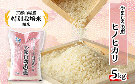 京都山城産　特別栽培米　やましろの恵　5kg(令和5年産)【1233378】