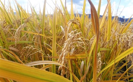 新米 令和7年産 ぴかまる お米番付2021優秀賞受賞 米 お米 5kg 五十棲 京都 白米 ライス こめ コメ おこめ 精米 ごはん お弁当 おにぎり 主食 炭水化物 京都府産 向日市産 国産 日本産 京都府向日市 