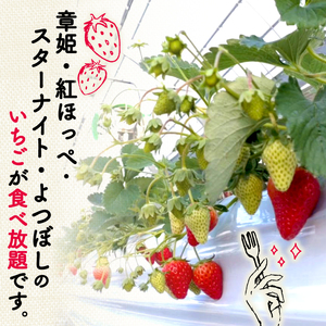 上杉農園のいちご狩り 2026年1月から発送 大人1人利用券 京都府八幡市