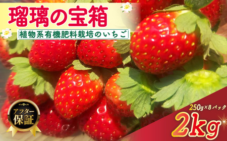 植物系有機肥料のいちご 瑠璃の宝箱 計2kg(250g×8P)《2026年2月-5月発送》 先行受付 【いちご】