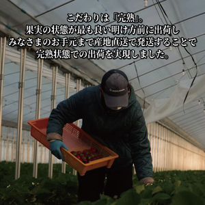 いちご 京の雫 約900g 12月-5月発送 いちご